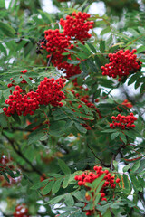 Rebeni tree with ripe orange berries close-up, autumn. Vertical orientation.