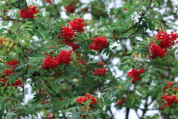 Rebeni tree with ripe orange berries close-up, autumn.