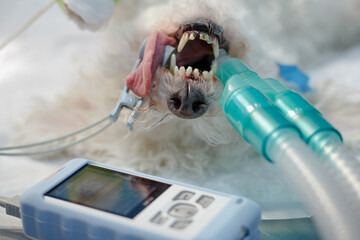 The heart monitor lies on the operating table in front of the snout of an anesthetized dog. The...