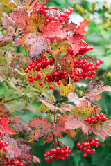 Fototapeta premium Shrub of red viburnum with ripe berries close-up. Vertical orientation.