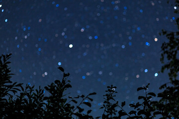 Fototapeta na wymiar Starry sky with many stars, foliage silhouette.