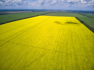 Landscape view from drone, Bright yellow field with rapeseed flowers. Blue sky with white clouds.