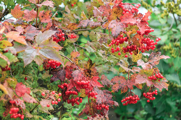 Shrub of red viburnum with ripe berries close-up.