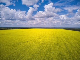 Landscape view from drone, Bright yellow field with rapeseed flowers. Blue sky with white clouds.