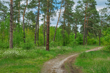 Fototapeta na wymiar summer view of a pine forest in Sweden with a walking path and blueberry sprigs covering the forest floor