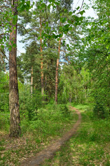 Obraz premium Beautiful landscape with pine forest and dirt road. Ecologically clean place with fresh air.