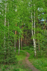 The footpath goes through birch grove.