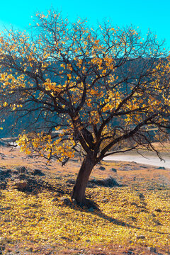 Autumn in the mountains. Fallen leaves on the ground. Panoramic view of a tree in backlit sunlight. Autumn seasonal concept