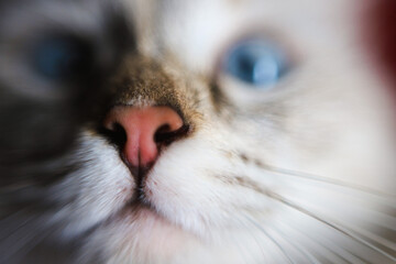 close up of a cat