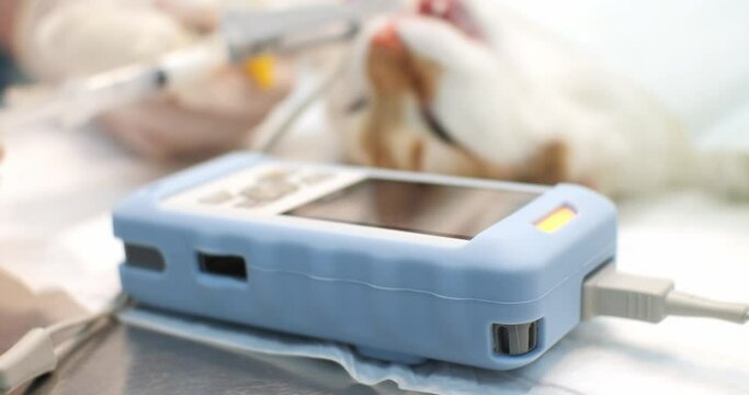 The included heart monitor reads the parameters from the cat in anesthesia during the operation. An anesthetist monitors vital signs on a monitor during surgery on a cat.