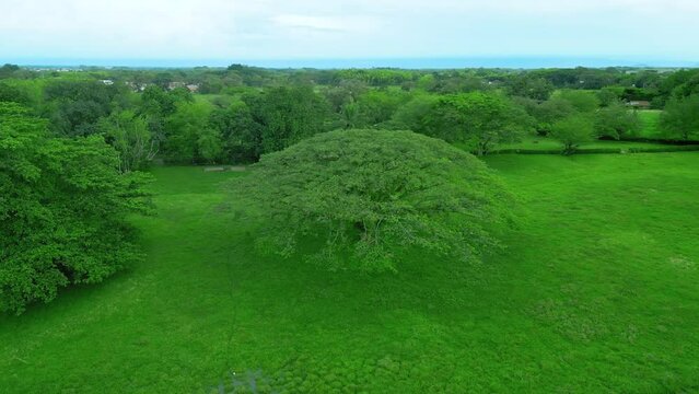 Ceiba Tree on semi rural landscape aerial view drone video