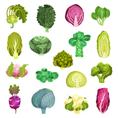 Different Cabbage with Broccoli and Pak Choi Big Vector Set