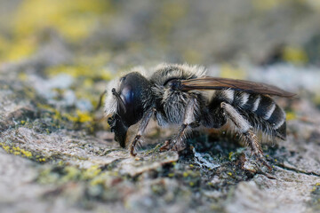 Detailed closeup on a Mediterranean female leafcutter Hoplitis cristatula solitary bee with it's remarkable massive jaws