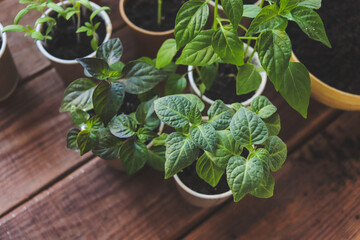 seedlings of hot and sweet peppers in different cups close-up selective focus, pepper cultivation,...