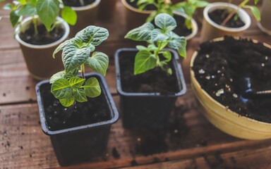seedlings of hot and sweet peppers in different cups close-up selective focus, pepper cultivation, vegetable garden