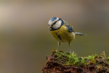 Eurasian Blue Tit (Cyanistes caeruleus) on a branch in a forest of Noord Brabant in the Netherlands.                 