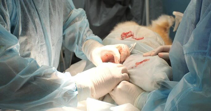 A professional veterinary surgeon performs a dog castration operation in the clinic. Veterinarian at work in the operating room. The doctor's hands in gloves work in the surgical wound.