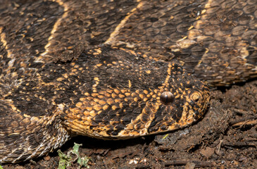 Puff adder (Bitis arietans)