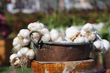 garlic in a basket
