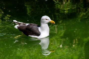 Kelp Gull (Larus dominicanus)