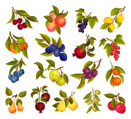 Ripe Fruit Hanging on Branch with Green Leaves Big Vector Set