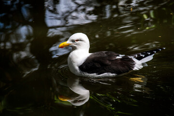 Kelp Gull (Larus dominicanus)