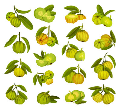 Garcinia Cambogia Fruit as South Tropical Species Big Vector Set