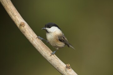 Marsh Tit, Poecile palustris, sýkora babka on a branch, closeup in winter colors
