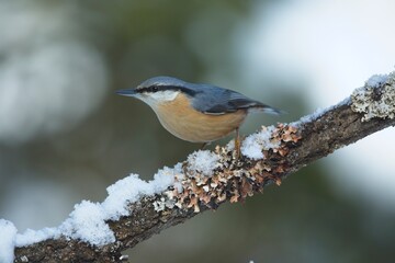 Nuthatch (Sitta europaea), brhlík lesní on a branch in super light, winter, autumn
