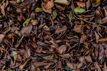 dry leaves on the ground	