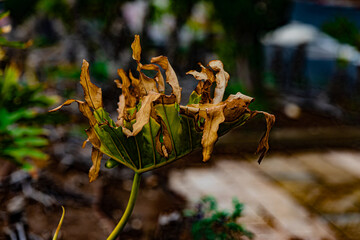 abstract background branches yellow and green leaves