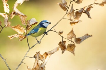 Eurasian Blue Tit, Cyanistes caeruleus (sýkora modřinka), on the branch of a tree in the blurred background