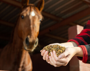 Crop hands of faceless female holding horse feed with corn, barley, oats grain in front of brown...