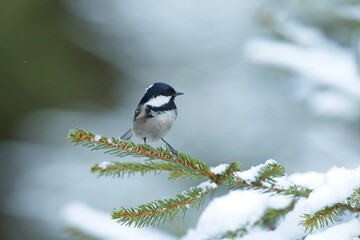 Fototapeta premium Coal tit, (Parus ater), sýkora úhelníček on the branch in autumn colors, winter colors 