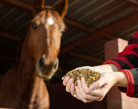 Crop hands of faceless female holding horse feed with corn, barley, oats grain in front of brown horse at stables