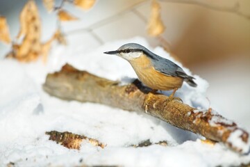 Nuthatch (Sitta europaea), brhlík lesní on a branch in super light, winter, autumn
