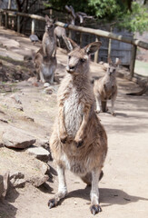 The Kangaroo In Tasmania's Kangaroo Preserve