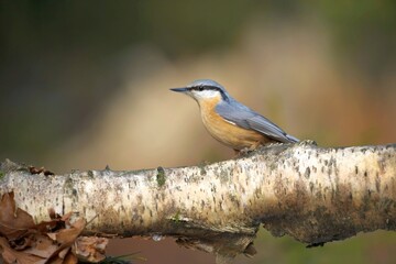 Nuthatch (Sitta europaea), brhlík lesní on a branch in super light, winter, autumn
