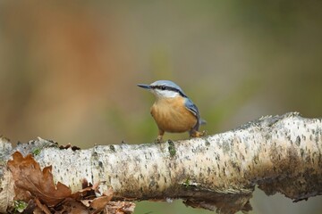 Nuthatch (Sitta europaea), brhlík lesní on a branch in super light, winter, autumn
