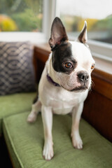 Boston Terrier dog sitting on a green cushioned bench in a bay window.