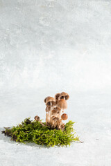 Fototapete bei efototapeten.de bestellen   