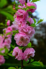 Pink double cherry blossom flower close up. Spring columnar Prunus  Serrulata. 