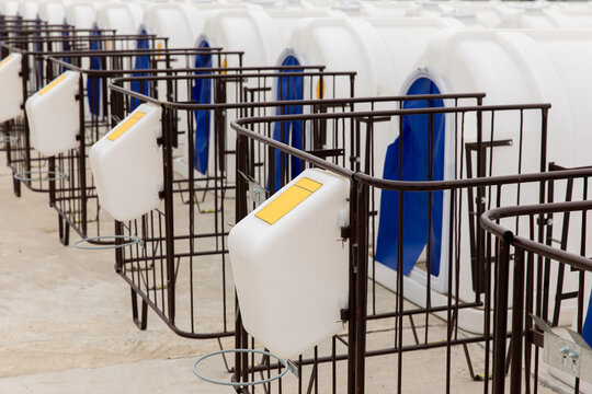 Plastic calf houses for young calves on the farm in summer. Individual houses for raising calves on a livestock farm. Raising calves in special shelters.