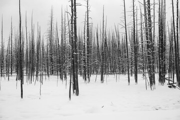 Yellowstone in Winter black and white