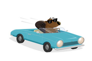 funny cartoon beaver driving a convertible - obrazy, fototapety, plakaty