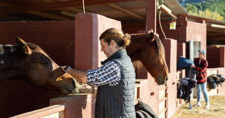 Middle-aged horseman feeding brown breed horse with hay out of his hand in riding club stable. Taking care of horses concept © JackF