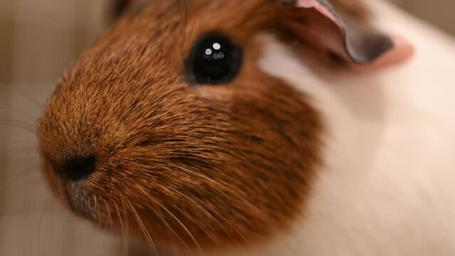 Guinea pig trying to stay motionless staring at the camera 