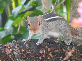 Chipmunk