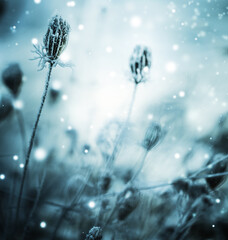 Naklejka na ściany i meble winter nature background with frozy flowers with snow