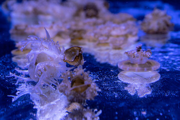 Sea and ocean jellyfish swim in the water close-up. Illumination and bioluminescence in different colors in the dark. Exotic and rare jellyfish in the aquarium.
